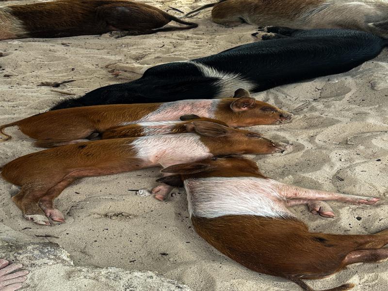 Baby pigs on the beach