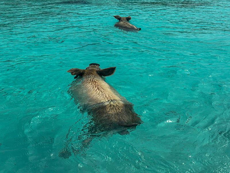 Pigs greeting the boats