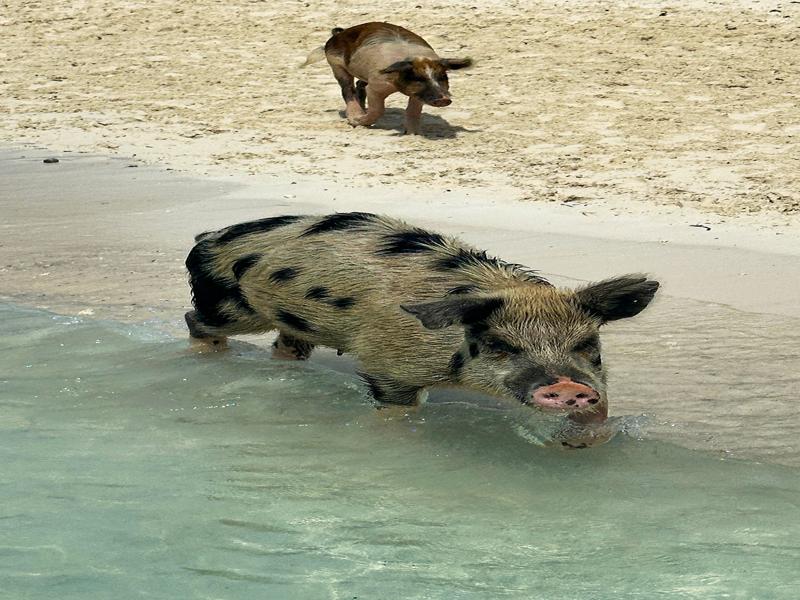 Pigs on the beach
