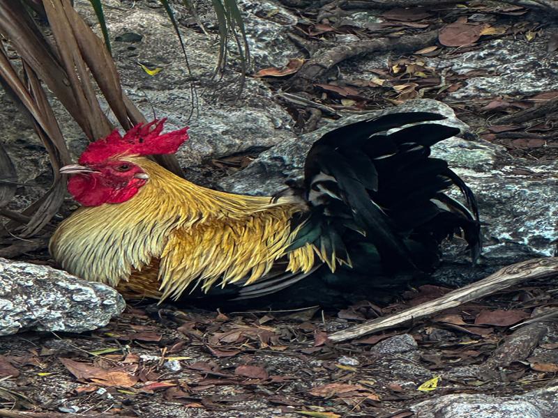 Rooster on the beach