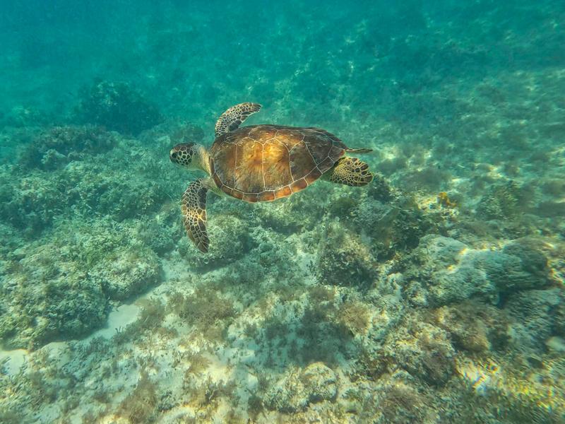 Sea turtle near Tropic of Cancer beach