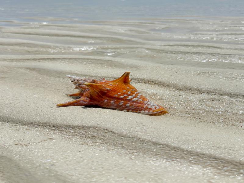 Conch on the sand bar