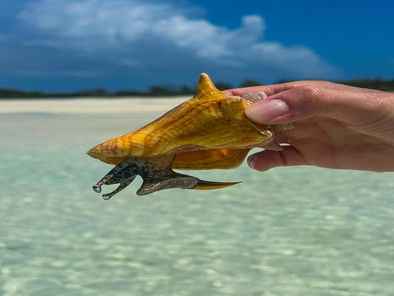 Live conch coming out to say hi
