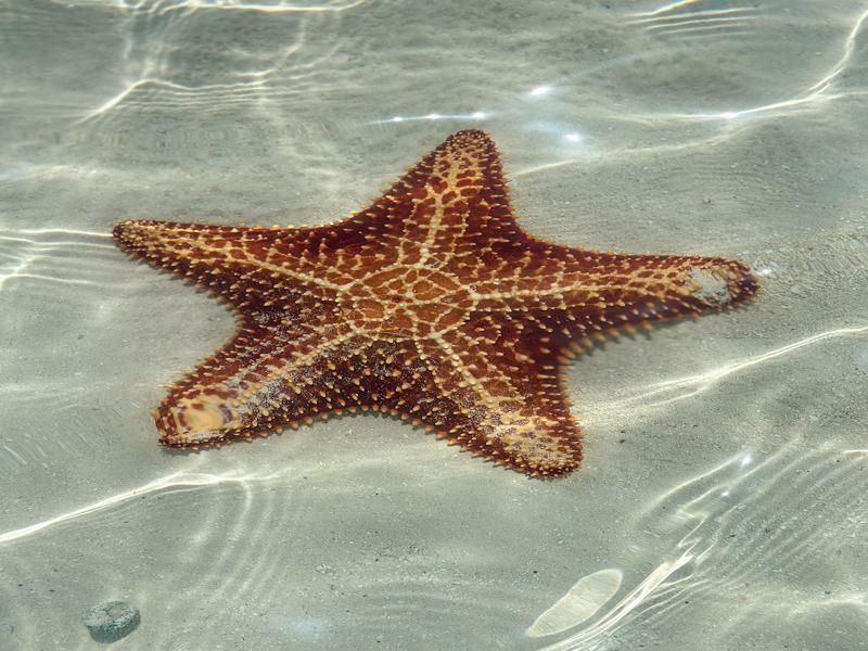 Starfish at Exuma Point beach