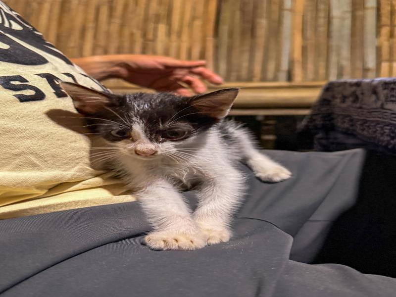 One of the three kittens