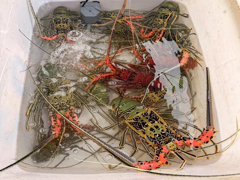 Colorful rock lobster for sale