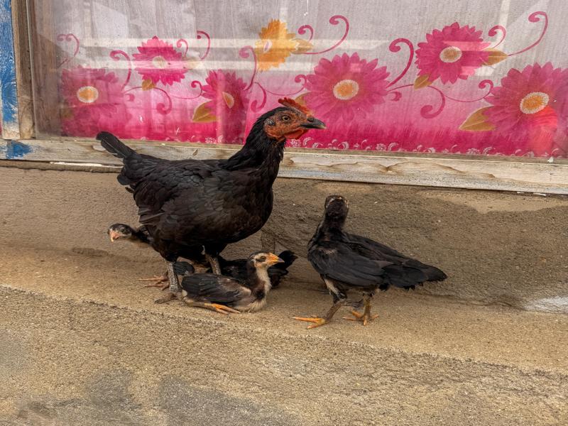 Hen with babies in the town
