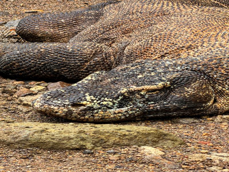 They can kill prey as large as a water buffalo