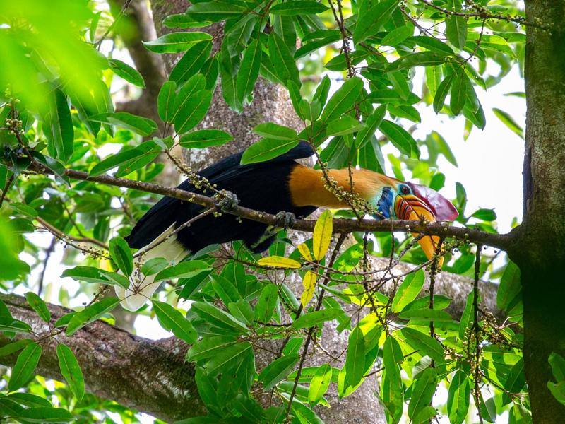 Hornbill in Tangkoko