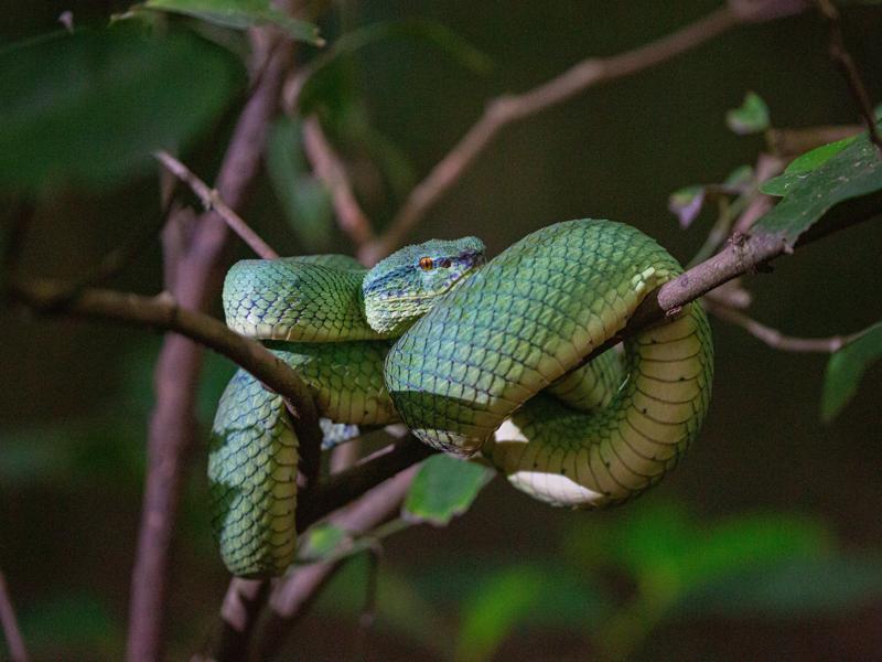 We took a night walk and saw this green viper