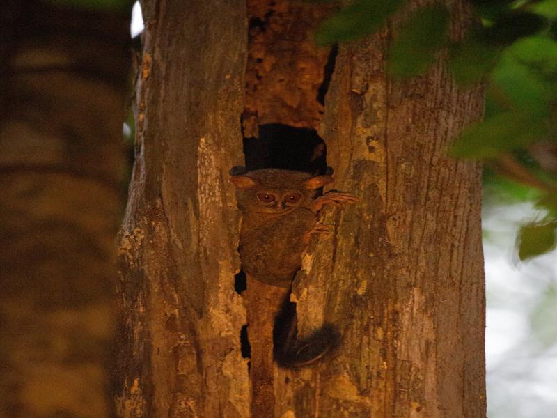 The main event was seeing a Tarsier
