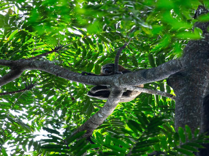 The cuscus is a marsupial bear