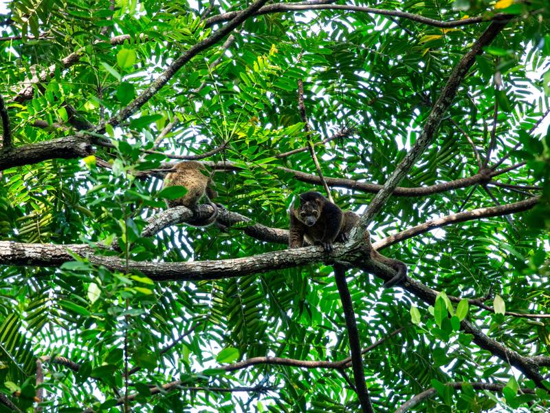 Pair of cuscus