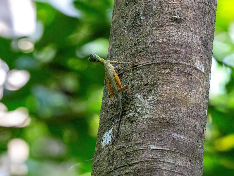 This is a flying dragon lizard