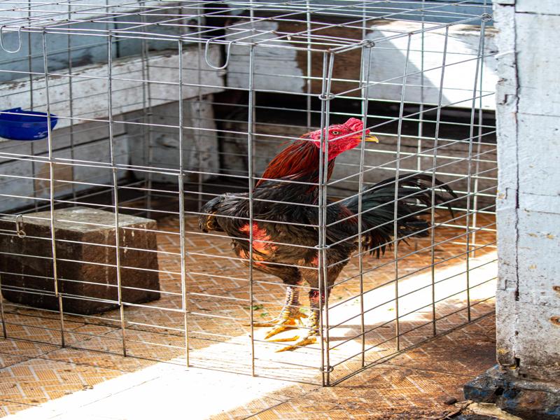A rooster was being transported