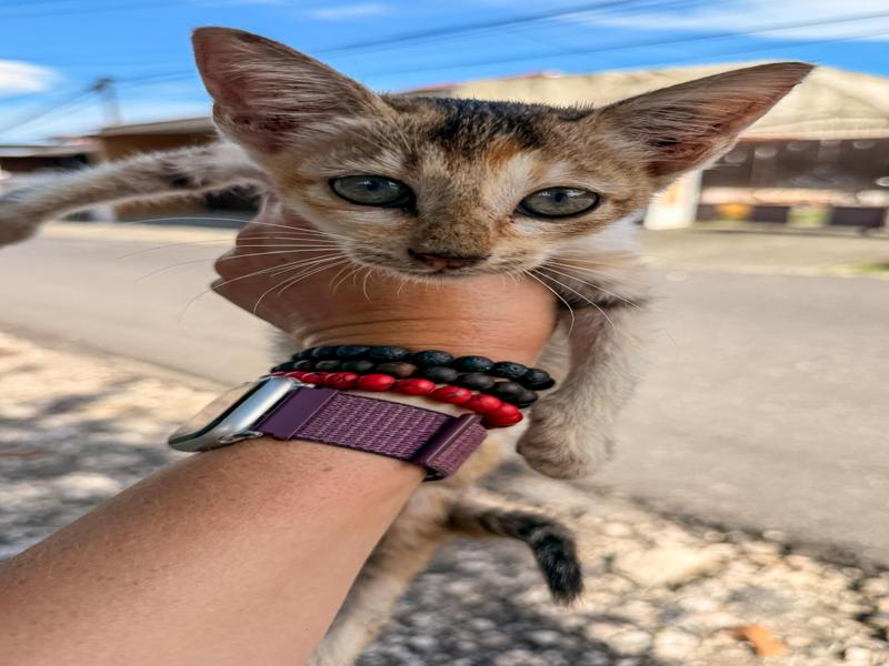 The cutest kitten we met on the street