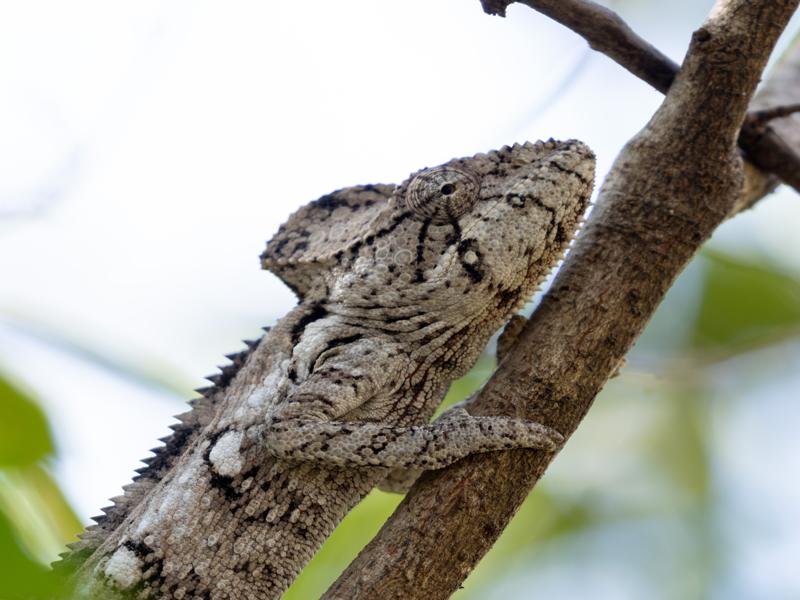 Blending in to the tree branch