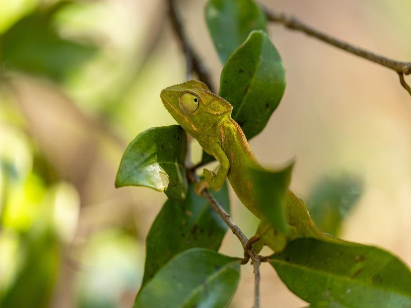 Another chameleon