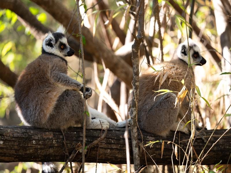 The ringtailed lemurs