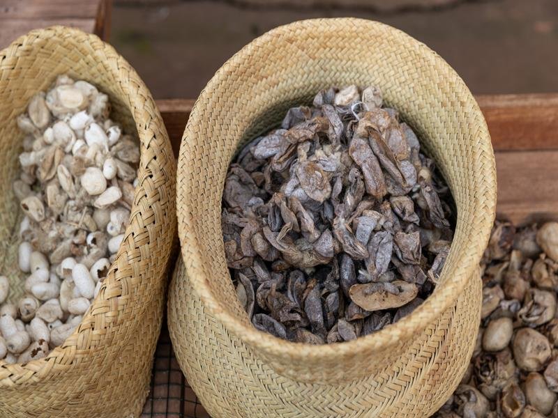Showing the difference between farmed (left) and natural cocoons (right)