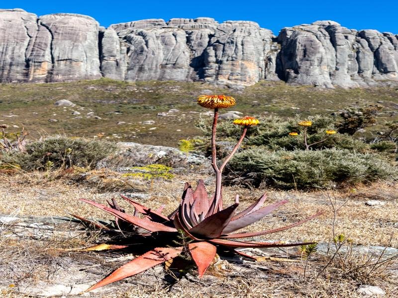 An aloe plant blooming