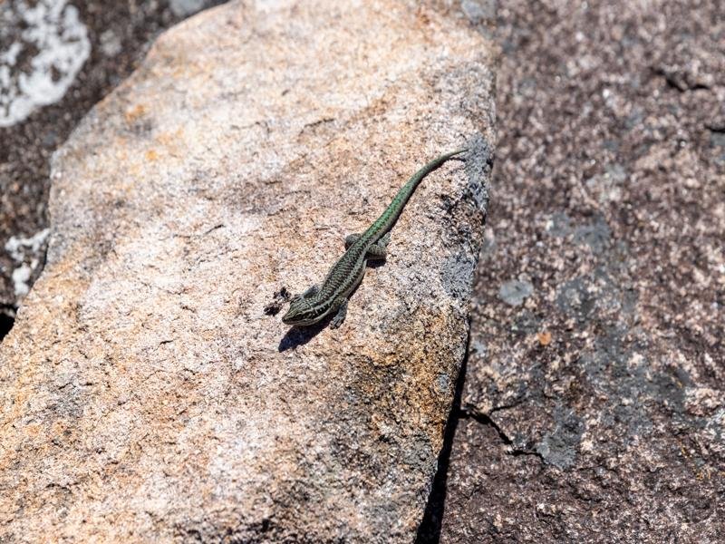 A lizard along the trail