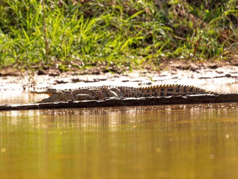 Crocodile along the sandy banks