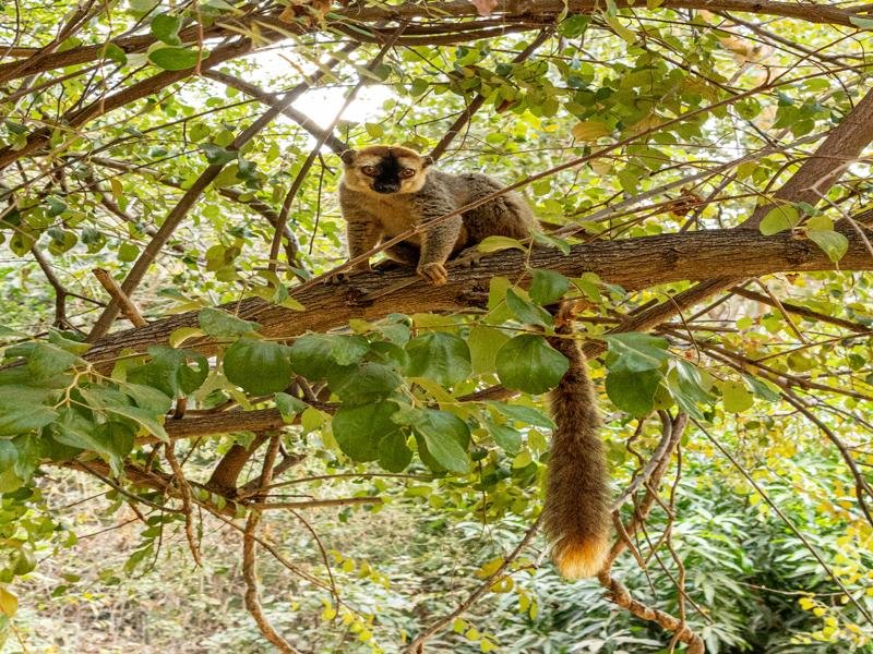 There were several lemurs hanging out in the area