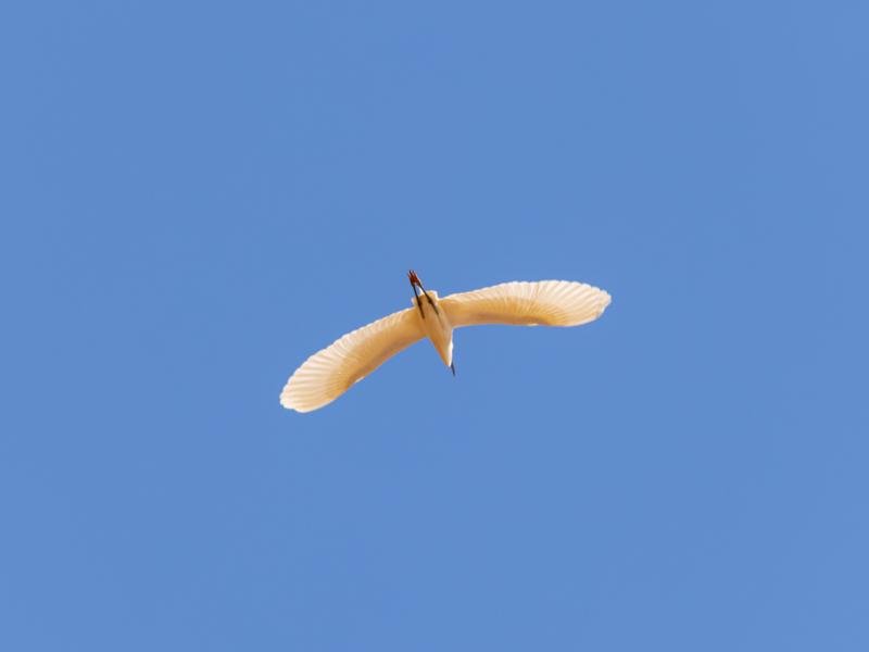 Bird soaring