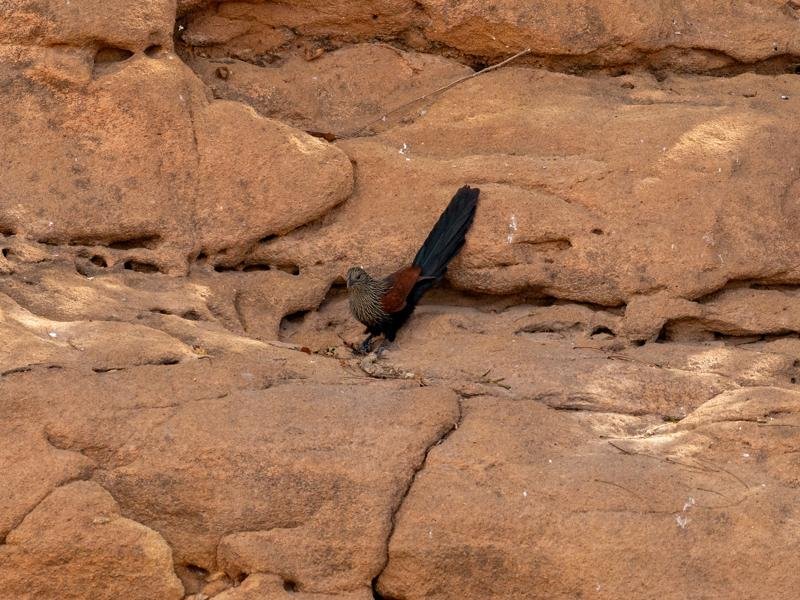 Another bird along the banks