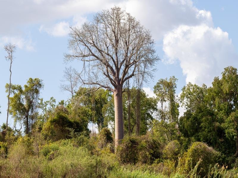Another baobab