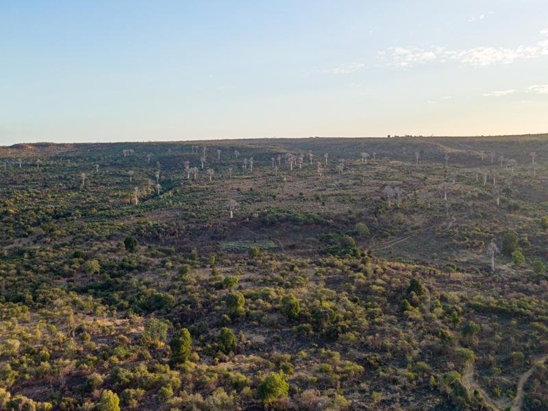 A large group of baobabs, from the drone