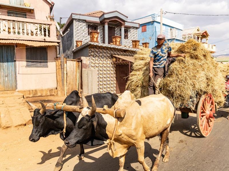 Loaded up zebu cart