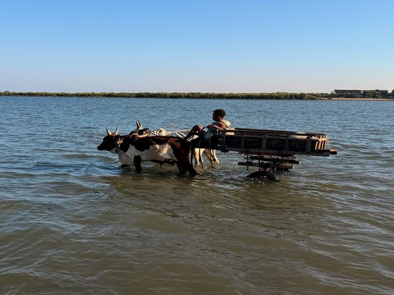 Locals using the zebu cart