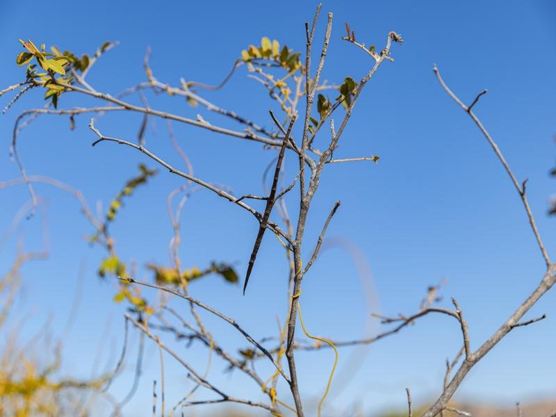 Can you spot the stick bug?