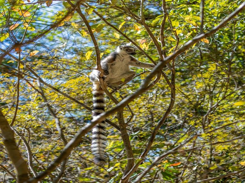 When we entered the forest there were some friends waiting
