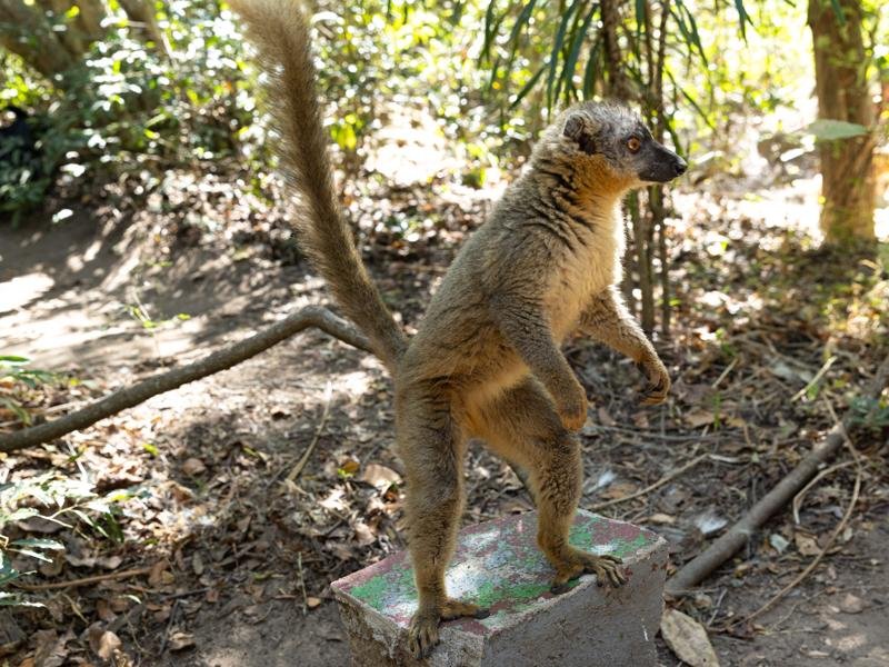 At lunch, the lemurs were on the hunt