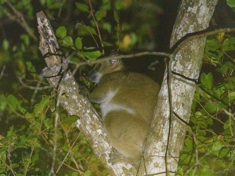Red tailed sportive lemur on our night walk in Kirindy