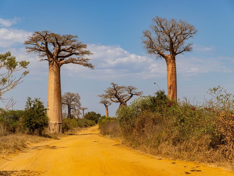 Driving through Baobab Avenue in the daytime