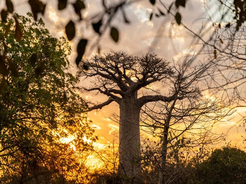 Giant baobab at sunset