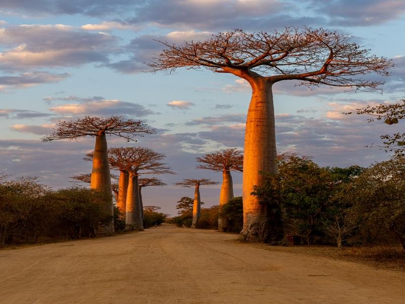 The Avenue of the Baobabs