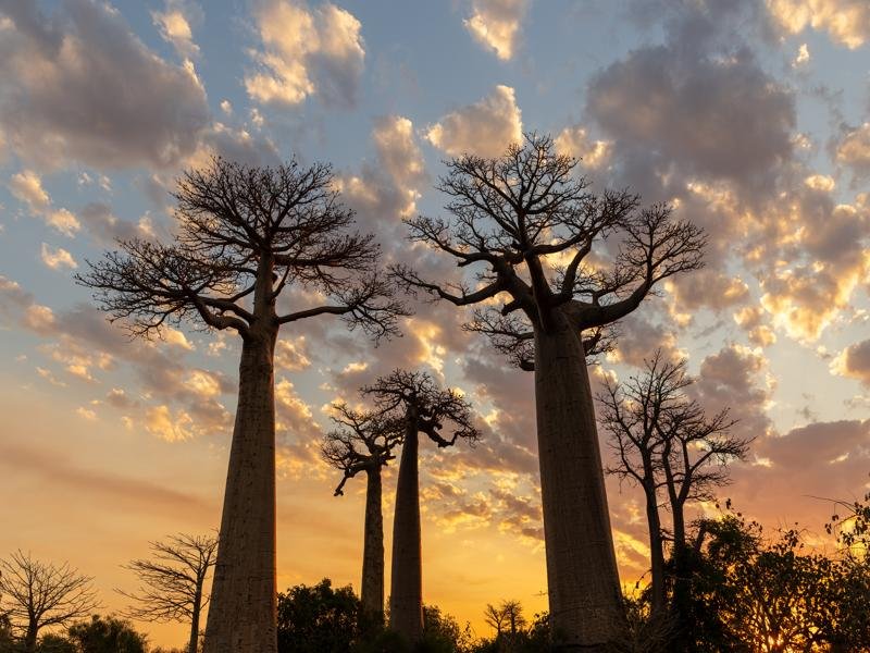 Baobab trees at sunset