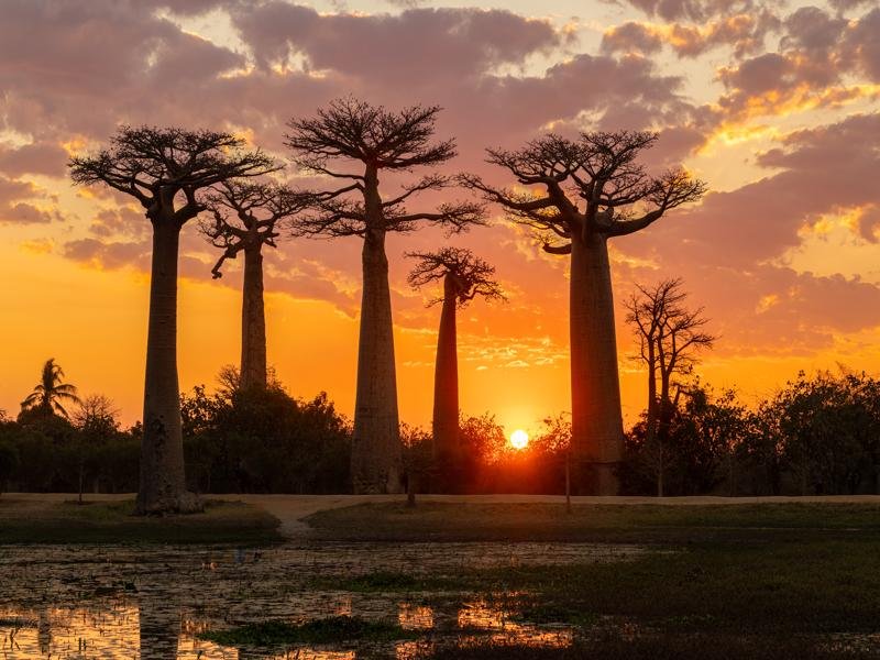 Baobab trees at sunset