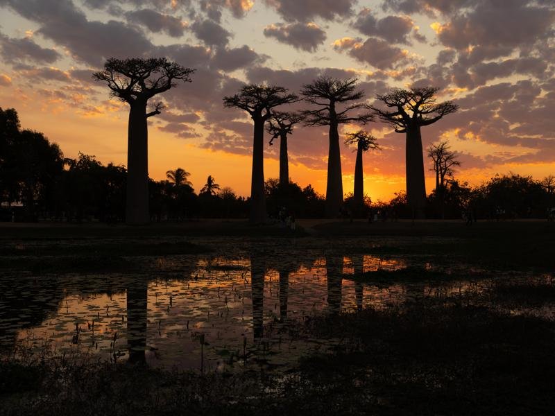 Baobab trees at sunset