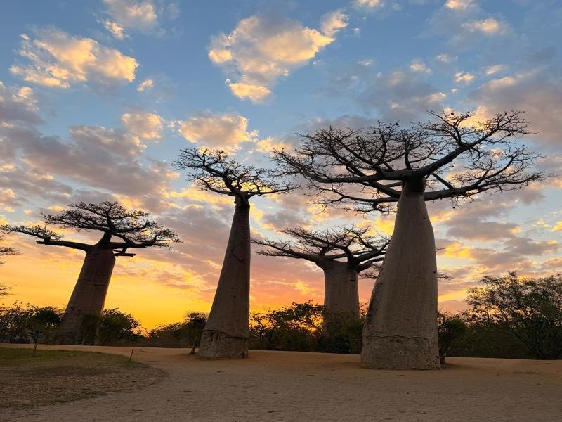 Baobab trees at sunset
