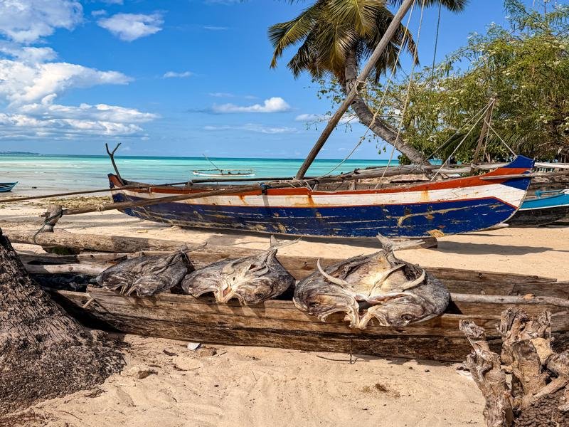 Fish drying in the sun