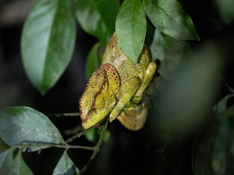 There were also a few chameleons, spotted by our guide