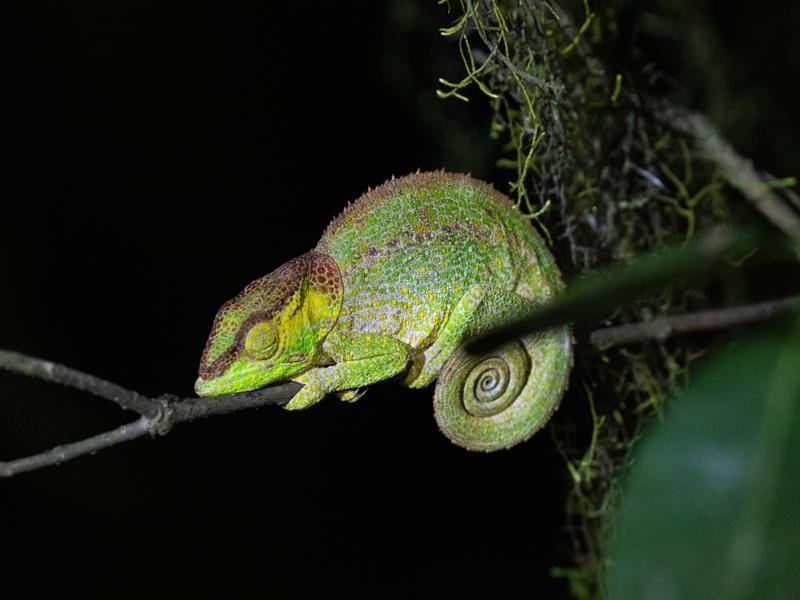 Chameleon sleeping on the branch