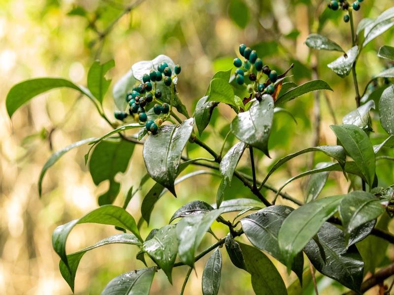 Berries in the forest