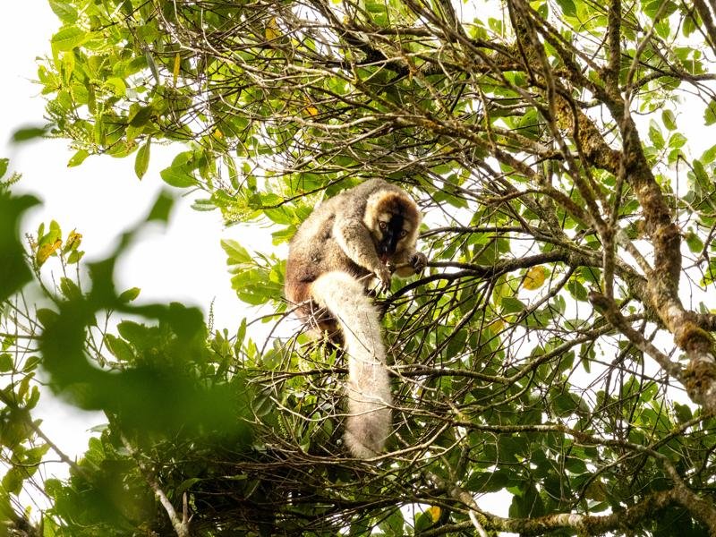 Red bellied lemur